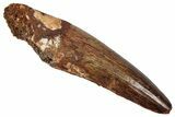 Fossil Spinosaurus Tooth - Real Dinosaur Tooth #346809-1
